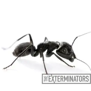 carpenter ant control bancroft