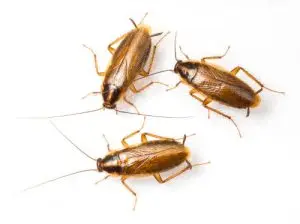 cockroach treatment pest control bancroft