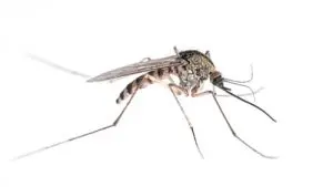 mosquitos exterminator bancroft